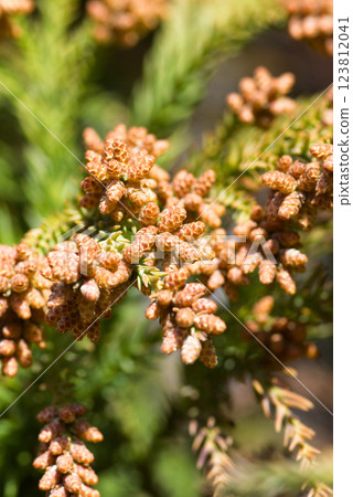 Pollinosis cedar pollen cedar flowers 123812041