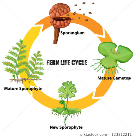 Fern Life Cycle Vector Illustration 123812211