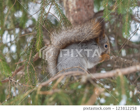 The squirrel with nut sits on tree in the winter or late autumn The squirrel with nut sits on tree in the winter or late autumn 123812258