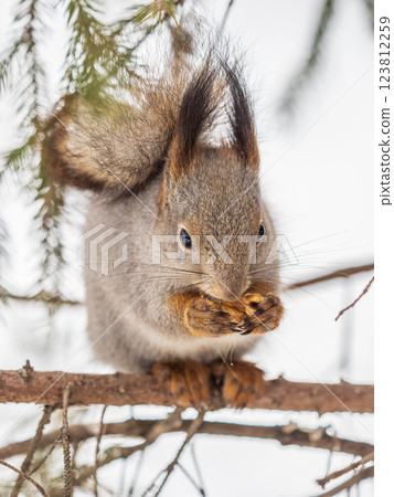 The squirrel with nut sits on tree in the winter or late autumn The squirrel with nut sits on tree in the winter or late autumn 123812259