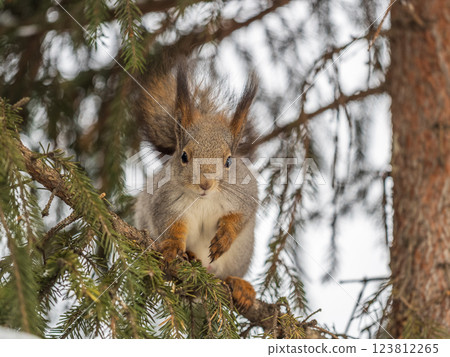 The squirrel sits on a branches without leaves in the winter or autumn 123812265