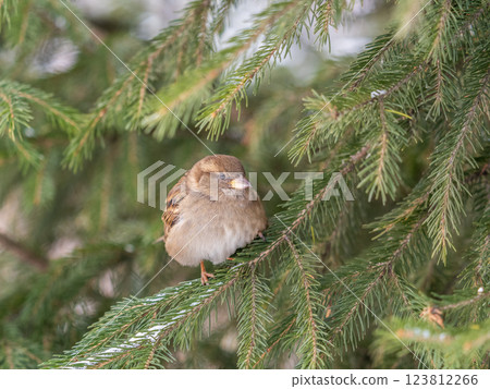 Sparrow sits on a branch without leaves in the sunset light. 123812266