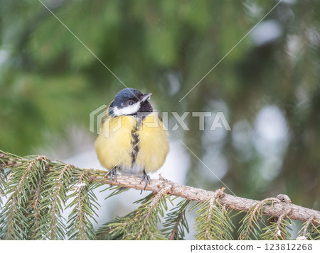 Cute bird Great tit, songbird sitting on the fir branch with snow in winter 123812268