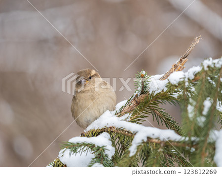 Sparrow sits on a fir branch in the sunset light. 123812269
