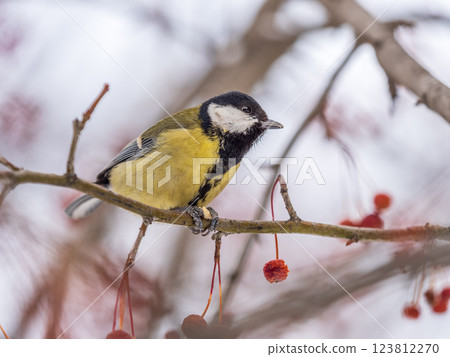 Cute bird Great tit, songbird sitting on a branch without leaves in the autumn or winter. 123812270