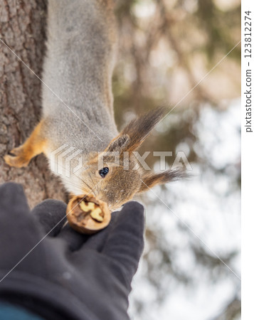 Squirrel eats nuts from a man's hand. Caring for animals in winter or autumn. 123812274