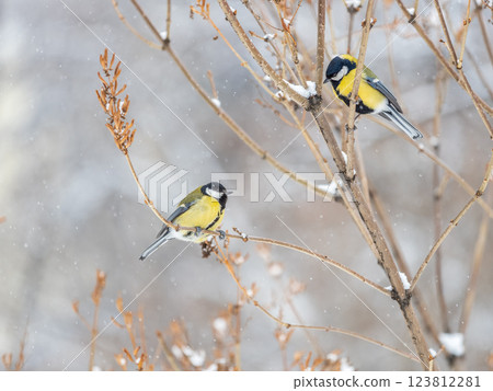 Cute bird Great tit, songbird sitting on a branch without leaves in the autumn or winter. 123812281