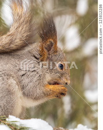The squirrel with nut sits on tree in the winter or late autumn The squirrel with nut sits on tree in the winter or late autumn 123812286