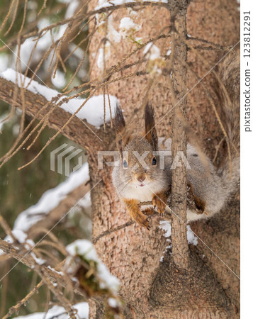 The squirrel sits on a branches without leaves in the winter or autumn The squirrel sits on a branches without leaves in the winter or autumn 123812291