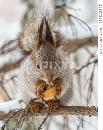 The squirrel with nut sits on tree in the winter or late autumn The squirrel with nut sits on tree in the winter or late autumn 123812297