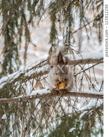 The squirrel with nut sits on tree in the winter or late autumn The squirrel with nut sits on tree in the winter or late autumn 123812298