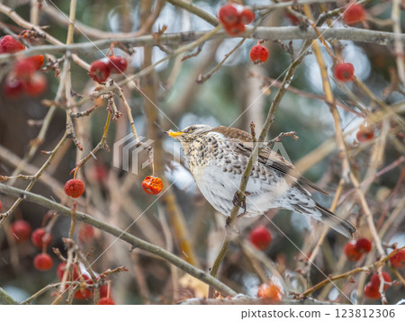 Fieldfare sitting on the bush and feeding on wild red apples in winter or early spring time. 123812306