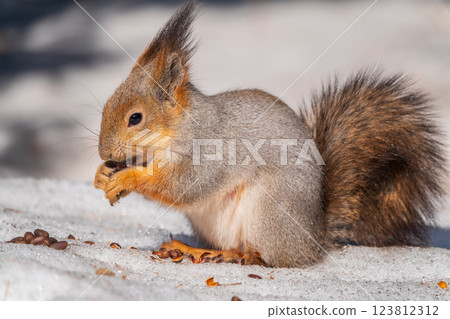 The squirrel in winter sits on white snow. 123812312