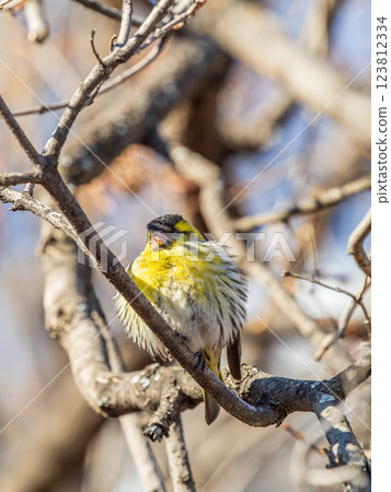 Eurasian siskin male, latin name spinus spinus, sitting on branch of tree. Cute little yellow songbird. 123812334