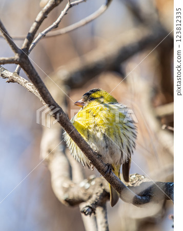Eurasian siskin male, latin name spinus spinus, sitting on branch of tree. Cute little yellow songbird. 123812335