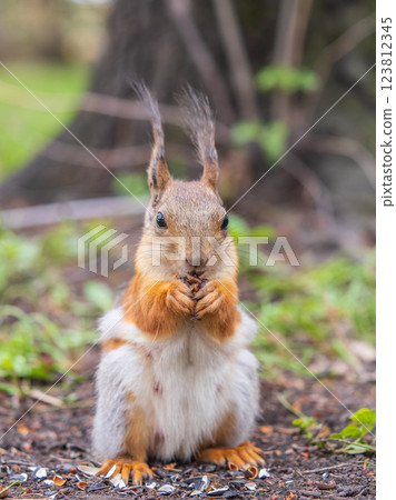 Squirrel eats a nut while sitting in green grass. Eurasian red squirrel, Sciurus vulgaris Squirrel eats a nut while sitting in green grass. Eurasian red squirrel, Sciurus vulgaris 123812345