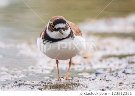 Little ringed plover (Charadrius dubius), bird standing on the lake shore Little ringed plover (Charadrius dubius), bird standing on the lake shore 123812351