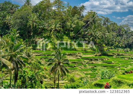 Landscape of Tegalalang in Bali 123812365