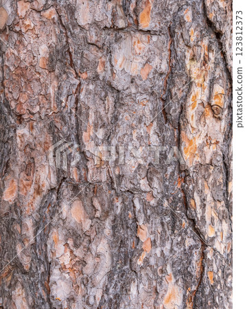 Old wood pine bark texture or background. 123812373