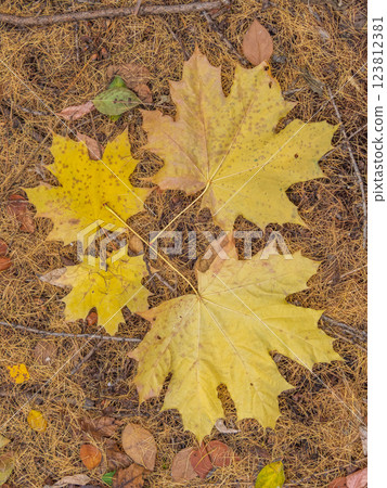 Orange and yellow fallen leaves in the sunlight. 123812381