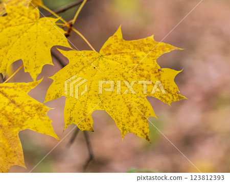 Maple branches with yellow leaves in autumn, in the light of sunset. 123812393