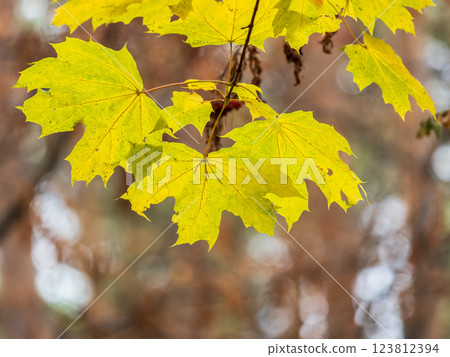 Maple branches with yellow leaves in autumn, in the light of sunset. 123812394