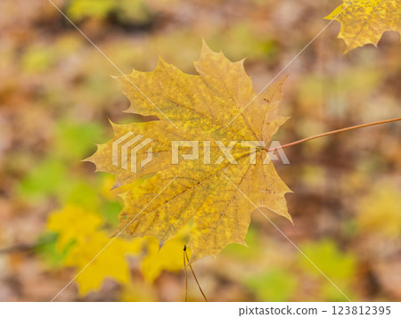 Maple branches with yellow leaves in autumn, in the light of sunset. 123812395