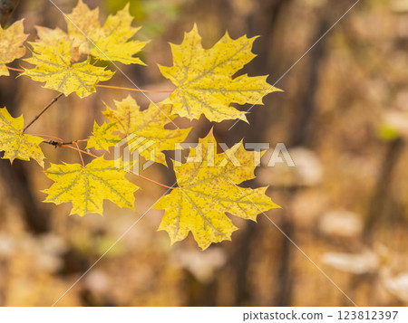 Maple branches with yellow leaves in autumn, in the light of sunset. 123812397
