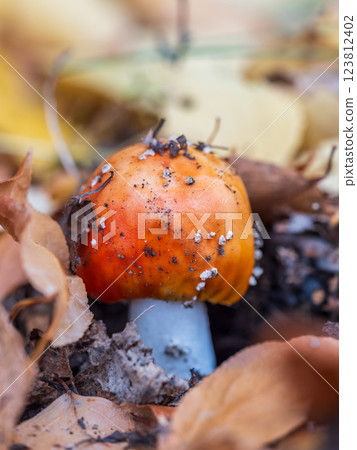 Autumn background. amanita muscaria mushroom in autumn forest. harvest fungi concept. Fly agaric, wild poisonous red mushroom in yellow-orange fallen leaves Autumn background. amanita muscaria mushroom in autumn forest. harvest fungi concept. Fly agaric, wild poisonous red mushroom in yellow-orange fallen leaves 123812402