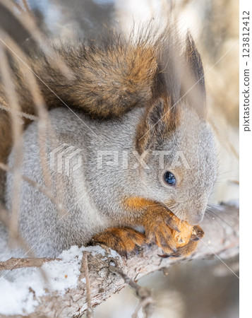 The squirrel with nut sits on tree in the winter or late autumn The squirrel with nut sits on tree in the winter or late autumn 123812412