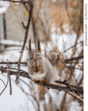 The squirrel with nut sits on tree in the winter or late autumn The squirrel with nut sits on tree in the winter or late autumn 123812425