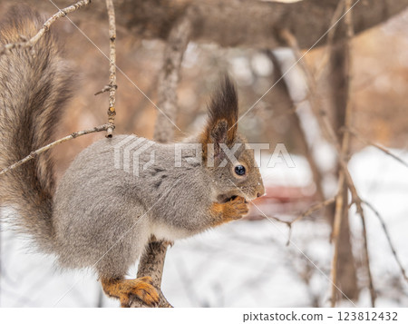 The squirrel with nut sits on tree in the winter or late autumn 123812432