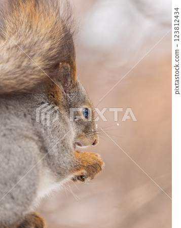 The squirrel with nut sits on tree in the winter or late autumn 123812434