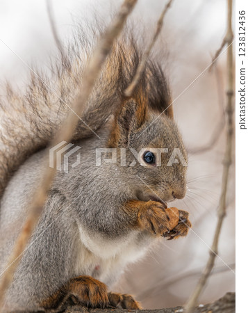 The squirrel with nut sits on tree in the winter or late autumn The squirrel with nut sits on tree in the winter or late autumn 123812436