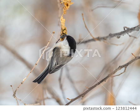 Cute bird the willow tit, song bird sitting on a branch without leaves in the winter. Cute bird the willow tit, song bird sitting on a branch without leaves in the winter. 123812444