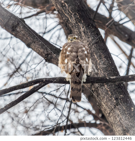 A Eurasian sparrowhawk perched on a branch of a tree outdoors. A Eurasian sparrowhawk perched on a branch of a tree outdoors. 123812446