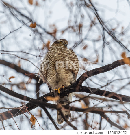 A Eurasian sparrowhawk perched on a branch of a tree outdoors. A Eurasian sparrowhawk perched on a branch of a tree outdoors. 123812452