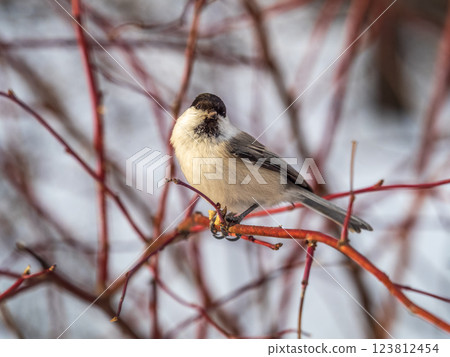 Cute bird the willow tit, song bird sitting on a branch without leaves in the winter. Cute bird the willow tit, song bird sitting on a branch without leaves in the winter. 123812454