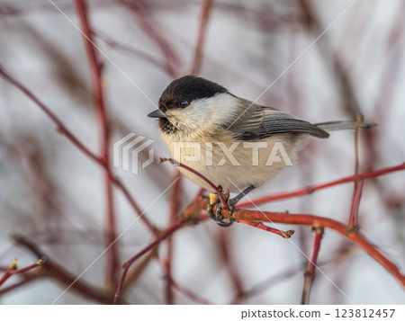 Cute bird the willow tit, song bird sitting on a branch without leaves in the winter. Cute bird the willow tit, song bird sitting on a branch without leaves in the winter. 123812457