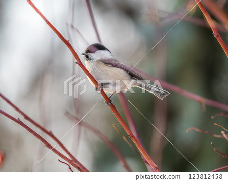 Cute bird the willow tit, song bird sitting on a branch without leaves in the winter. Cute bird the willow tit, song bird sitting on a branch without leaves in the winter. 123812458