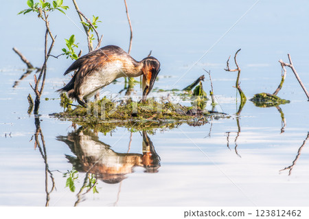 Great Crested Grebe, Podiceps cristatus, water bird sitting on the nest, nesting time on the green lake 123812462