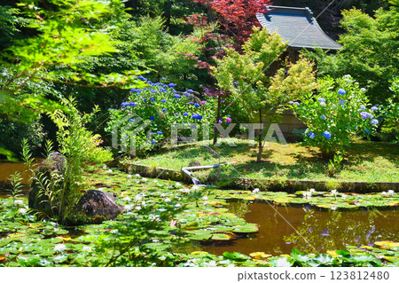 Hondo-ji Temple: Bentendo and Benten Pond with hydrangeas and water lilies (Matsudo City, Chiba Prefecture) 123812480