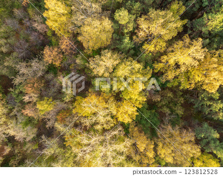 Aerial drone view of stunning colorful autumn fall forest. 123812528