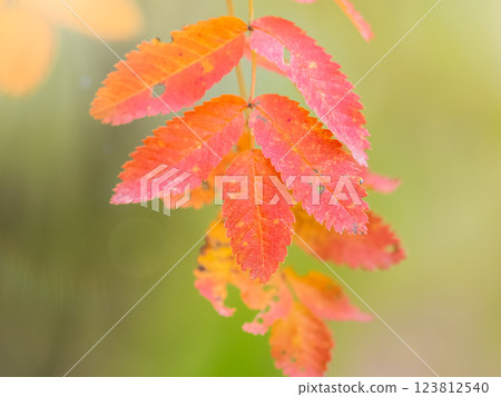 Rowan branches with yellow leaves in the autumn park. Rowan branches with yellow leaves in the autumn park. 123812540