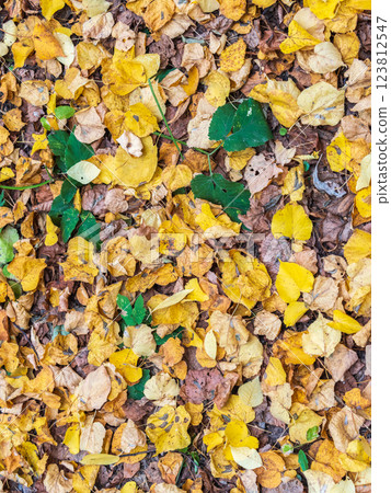 Orange and yellow fallen leaves in the sunlight. Orange and yellow fallen leaves in the sunlight. 123812547