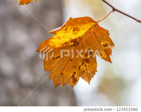 Branches with orange, red and yellow leaves in the autumn park. 123812560