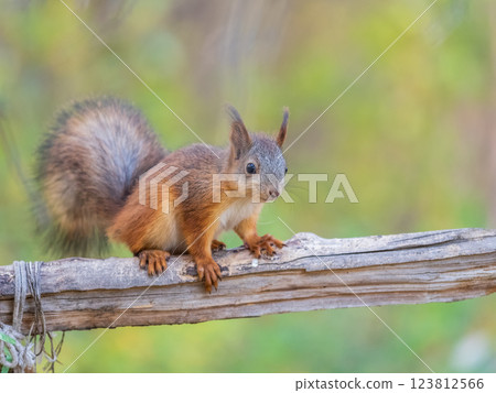 Squirrel sits on a branch in Autumn park Squirrel sits on a branch in Autumn park 123812566