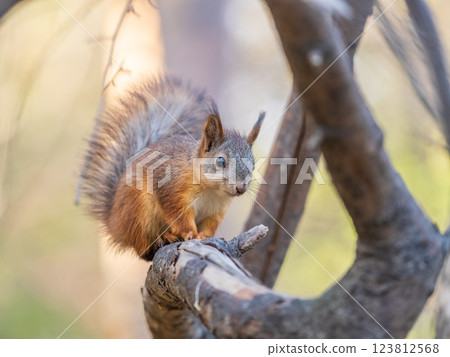 Squirrel sits on a branch in Autumn park 123812568