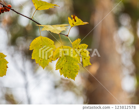 Autumn hawthorn branch with red berries and yellow green leaves on a blury background. Autumn hawthorn branch with red berries and yellow green leaves on a blury background. 123812578