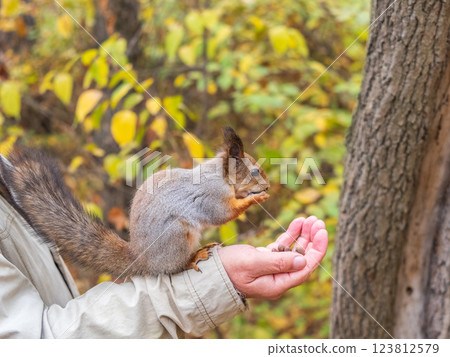A squirrel in the autumn eats nuts from a human hand. Eurasian red squirrel, Sciurus vulgaris A squirrel in the autumn eats nuts from a human hand. Eurasian red squirrel, Sciurus vulgaris 123812579